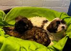 Super leuke boomer pups, Parvo, 8 tot 15 weken, Meerdere, Meerdere dieren