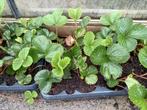 aardbeien plantjes, Tuin en Terras, Planten | Tuinplanten, Ophalen, Volle zon, Vaste plant, Fruitplanten