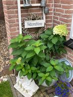 Grote Pluim Hortensia, vaste plant, Ophalen, Zomer, Overige soorten, Halfschaduw