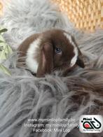 Raszuiver baby minilop konijn ram (transport mogelijk), Dieren en Toebehoren, Konijnen, Mannelijk, Dwerg, Hangoor, 0 tot 2 jaar