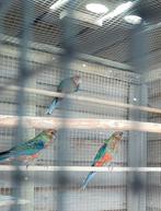 Te koop Stanley rosella's, Dieren en Toebehoren, Meerdere dieren, Parkiet, Geringd
