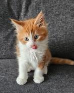 Nog 1 Prachtige Maine Coon kitten met stamboom., Dieren en Toebehoren, Katten en Kittens | Raskatten | Langhaar, Meerdere dieren