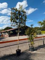 Steeneik Leivorm Quercus Ilex 300cm, Bloeit niet, Leiboom, 100 tot 250 cm, Ophalen