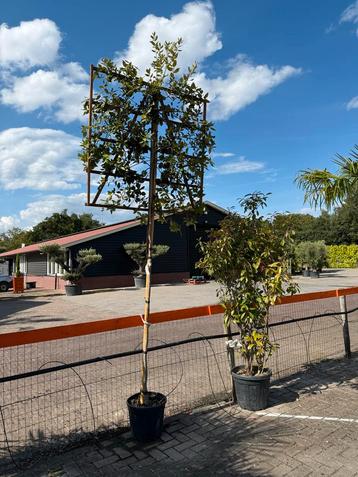 Steeneik Leivorm Quercus Ilex 300cm beschikbaar voor biedingen