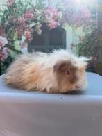 Alpaca cavia zeugje, Dieren en Toebehoren, Knaagdieren, Maart, Vrouwelijk, Cavia
