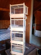 23 Zangkooitjes voor zangkanaries, Dieren en Toebehoren, Vogels | Kanaries, Geslacht onbekend, Zangkanarie