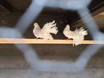 Jonge witte pauwstaart duiven, Dieren en Toebehoren, Meerdere dieren