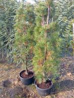 Pinus Strobus pillar, Tuin en Terras, Bloeit niet, 100 tot 250 cm, Volle zon, In pot