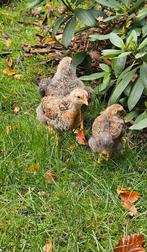5- sterren huis gezocht voor een van onze 2 haantjes, Dieren en Toebehoren, Pluimvee, Mannelijk, Kip