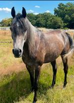 Arabische ruin, Dieren en Toebehoren, Paarden, Gechipt, Ruin, 3 tot 6 jaar, 160 tot 165 cm
