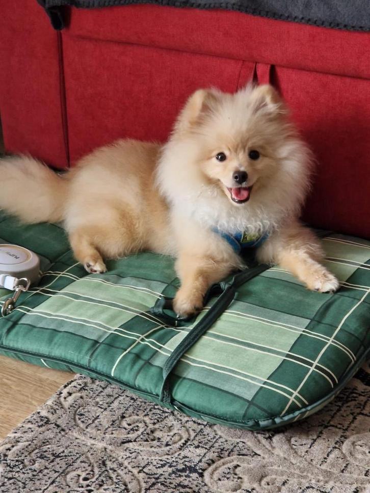 Lieve Pomeriaan puppy (moet weg)Sociaal & Kindvriendelijk, Dieren en Toebehoren, Honden | Poolhonden, Keeshonden en Oertypen, Reu