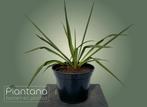 Yucca (filamentosa), Overige soorten, Volle zon, Vaste plant, Ophalen of Verzenden