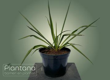Yucca (filamentosa) beschikbaar voor biedingen