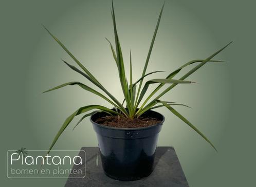Yucca (filamentosa), Tuin en Terras, Planten | Tuinplanten, Vaste plant, Overige soorten, Volle zon, Zomer, Ophalen of Verzenden