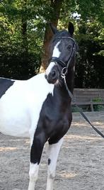 Prachtige Platenbonte AES stamboek merrie, Dieren en Toebehoren, Pony's, Dressuurpony, 3 tot 6 jaar, L, Merrie