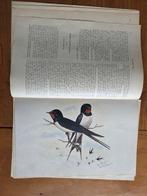 Onze zwaluwen met plaat van T.G.Meissner Oosterend 1903, Ophalen of Verzenden, Voor 1920, Nederland, Knipsel(s)