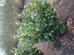 Prunus, Ophalen of Verzenden, Laurier, 100 tot 250 cm