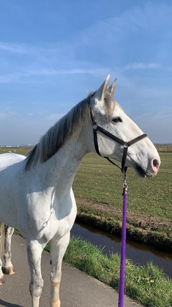 Verzorger gezocht voor Nelson, Dieren en Toebehoren, Paarden en Pony's | Verzorgingsproducten, Ophalen of Verzenden