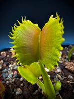 Dionaea Muscipula CK Erzuliae vleesetende plant venusflytrap, Verzenden, Overige soorten, Volle zon