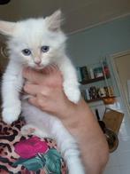 Siberische  Neva Masquerade kittens met stamboom, Dieren en Toebehoren, Meerdere dieren, Met stamboom