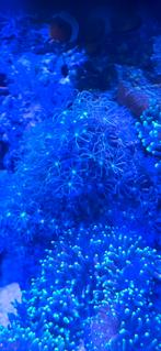 5 stekjes sterpoliep, Vis