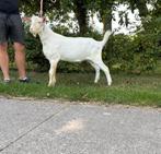 Witte stamboekbok, CAE en CL vrij, Mannelijk, Geit
