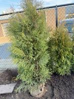 Coniferen thuja occidentalis brabant, Ophalen, Conifeer, 100 tot 250 cm