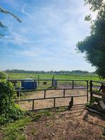 Weidegang aangeboden poortugaal, Dieren en Toebehoren, Stalling en Weidegang, Weidegang