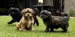 Boompoo pups | Boomer x Dwergpoedel, CDV (hondenziekte), Meerdere, 8 tot 15 weken, Meerdere dieren
