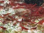 Red Sakura Garnalen, vlammende rode Neocaridina, Dieren en Toebehoren, Vissen | Aquariumvissen, Zoetwatervis, Kreeft, Krab of Garnaal