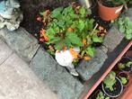Begonia vaste plant stekjes 1,00, Tuin en Terras, Ophalen