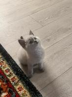 Britse korthaar poes, Dieren en Toebehoren, Poes, Ontwormd, 0 tot 2 jaar