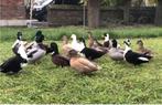gevraagd kwakereendjes kwakers kwakertjes eendjes, Dieren en Toebehoren, Meerdere dieren, Eend