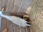 loopeenden kuikens, Dieren en Toebehoren, Geslacht onbekend, Eend