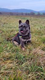 Franse bulldog pup  lilac and tan, Particulier, Rabiës (hondsdolheid), 15 weken tot 1 jaar, Reu