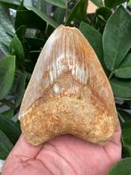 Grote Megalodon (12,4 cm), haaientand, Indonesië 1, Verzamelen, Mineralen en Fossielen, Ophalen of Verzenden, Fossiel