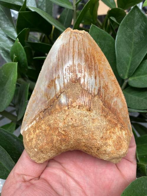 Grote Megalodon (12,4 cm), haaientand, Indonesië 1, Verzamelen, Mineralen en Fossielen, Fossiel, Ophalen of Verzenden