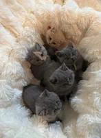 Britse korthaar kittens -blauw en creme - geboren 30.09.2025, Dieren en Toebehoren, Katten en Kittens | Raskatten | Korthaar, Meerdere dieren
