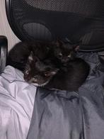 Europese Britse korthaar kittens, broer en zus 10 weken oud, Dieren en Toebehoren, Katten en Kittens | Overige Katten, Meerdere dieren