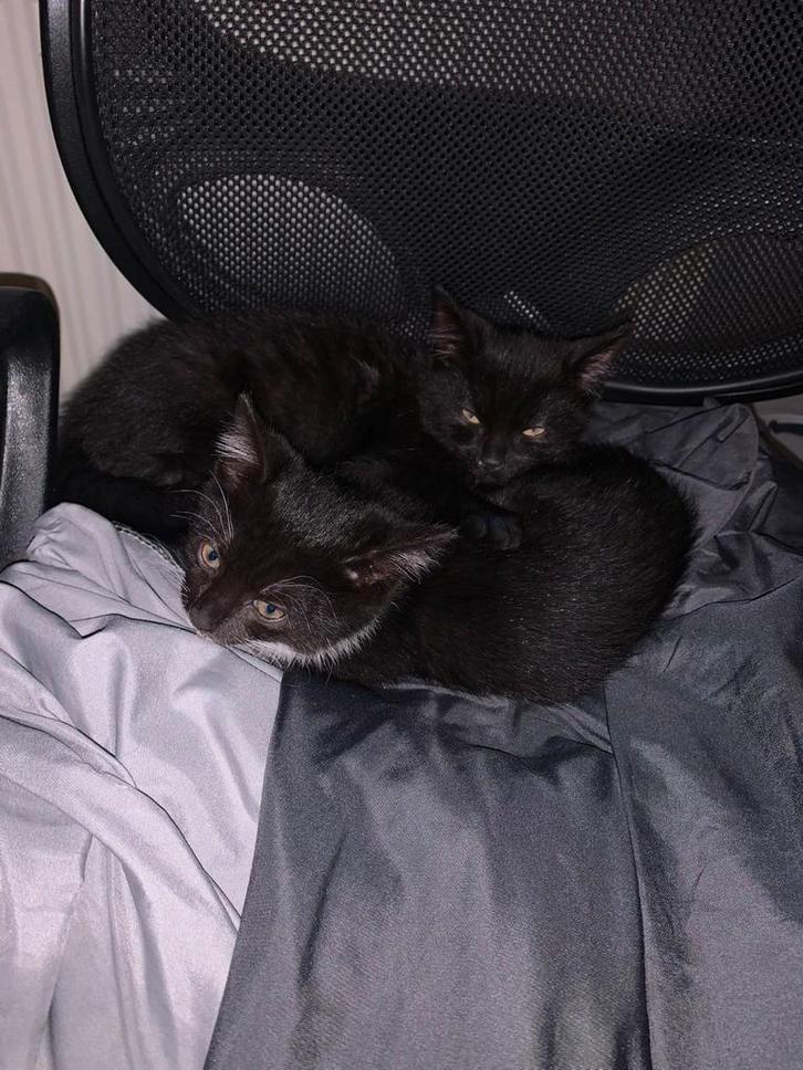 Europese Britse korthaar kittens, broer en zus 10 weken oud, Dieren en Toebehoren, Katten en Kittens | Overige Katten, Kortharig