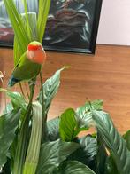 Dwergpapegaai Fischerie Roseicolle Personata Diverse Kleuren, Dieren en Toebehoren, Meerdere dieren, Dwergpapegaai of Agapornis