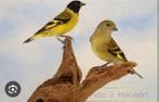 Zwartkop sijs  pop, Dieren en Toebehoren, Vogels | Overige Vogels, Vrouwelijk