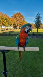 Harlekijn ara, Dieren en Toebehoren, Vogels | Parkieten en Papegaaien, Vrouwelijk, Papegaai, Pratend