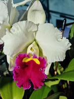 Cattleya Orglades ''Grand Orchis'', Ophalen of Verzenden