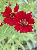 Meisjesogen Mahagony midget, Ophalen of Verzenden, Zaad