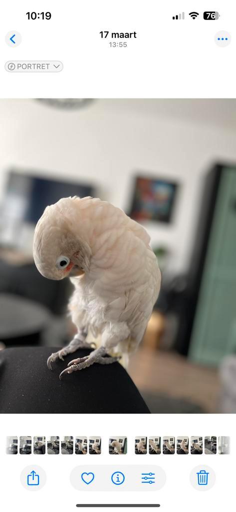 De liefste kaketoe, Dieren en Toebehoren, Vogels | Parkieten en Papegaaien, Papegaai, Mannelijk, Tam