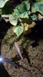 2 vijver goudvissen, Dieren en Toebehoren, Goudvis(sen)