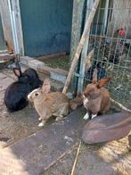 Konijnen. Ongeveer 10 stuks., Dieren en Toebehoren, Pluimvee, Meerdere dieren, Overige soorten
