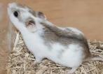 Hamsters, Dieren en Toebehoren, Knaagdieren, Hamster, Januari, Meerdere dieren, Tam