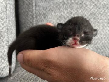 Super schattige kitten / poesje Pluisje 🐈‍⬛ op moederdag 🩷 beschikbaar voor biedingen